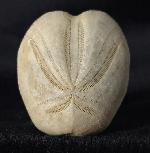 Heteraster oblongus (BRONGNIART 1821) - Bild &copy; FossNet FossilienStore